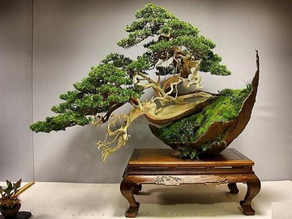 149 BONZAI A MAULEVRIER 2016_000004.jpg